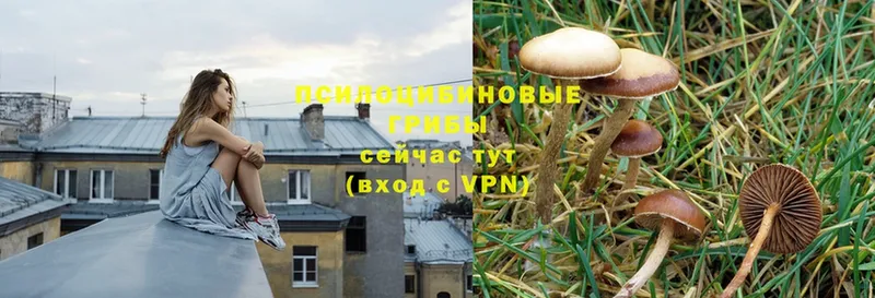 как найти   Волжск  Псилоцибиновые грибы Psilocybine cubensis 